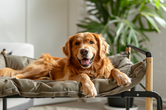 Beyond the Floor: Why Your Dog's Bed is Essential