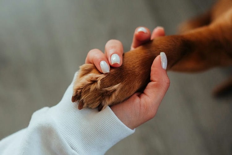 Pet Paw Fur Trimmers: The Game-Changer Your Pet Deserves