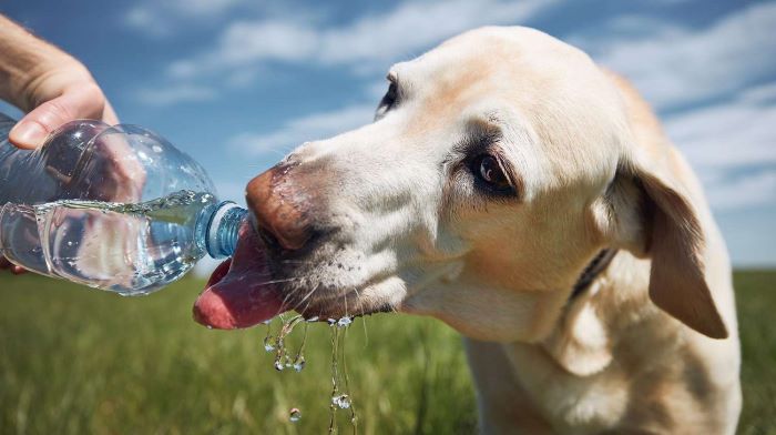 Don't Forget the Water! Tips For Dog Owners This Summer