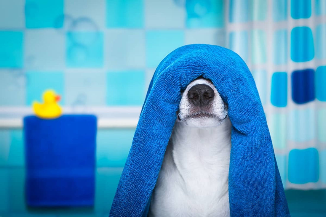 The Secret to Pain-Free Pet Baths: Shammy Towels