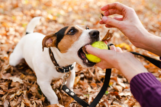 Why Toys Are Essential for Your Dog