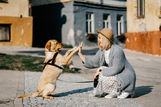 Walking Made Easier: The Advantages of a No-Pull Dog Harness