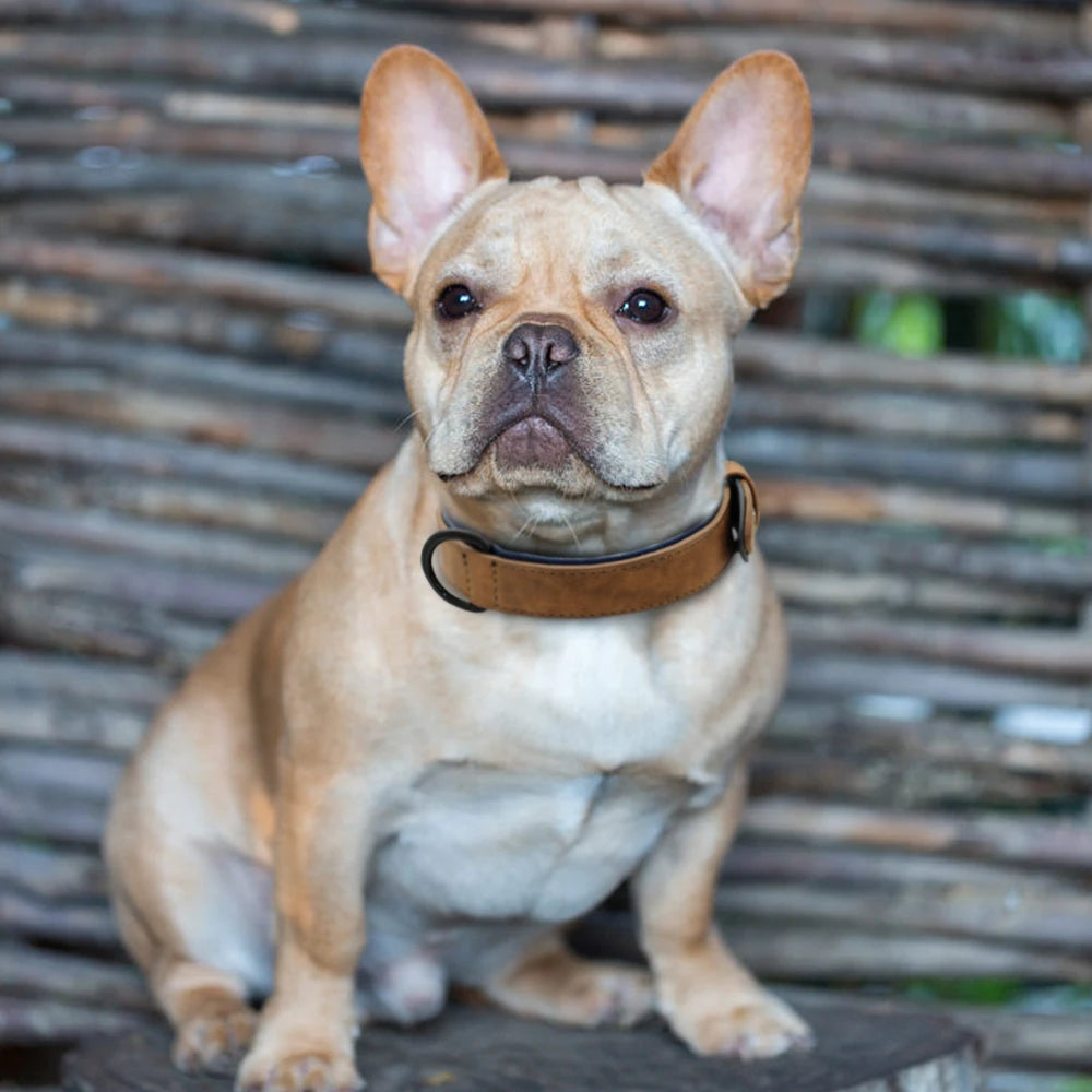 Genuine Leather Dog Collar