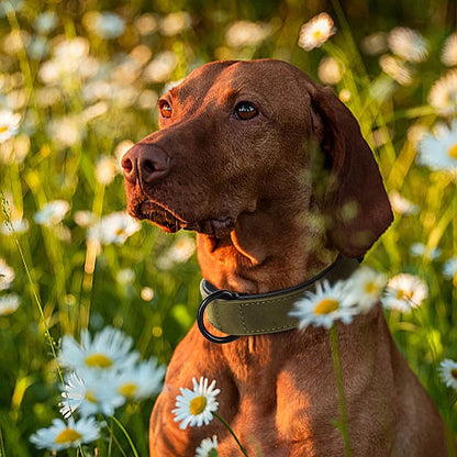 Genuine Leather Dog Collar