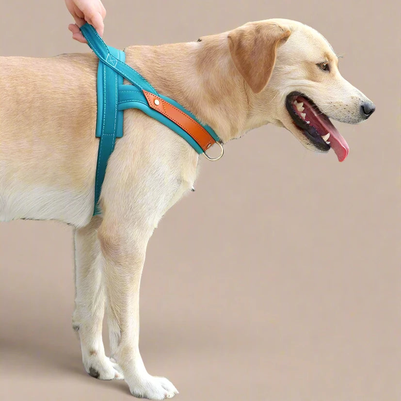 Dual Color Nylon No-Pull Dog Harness & Leash