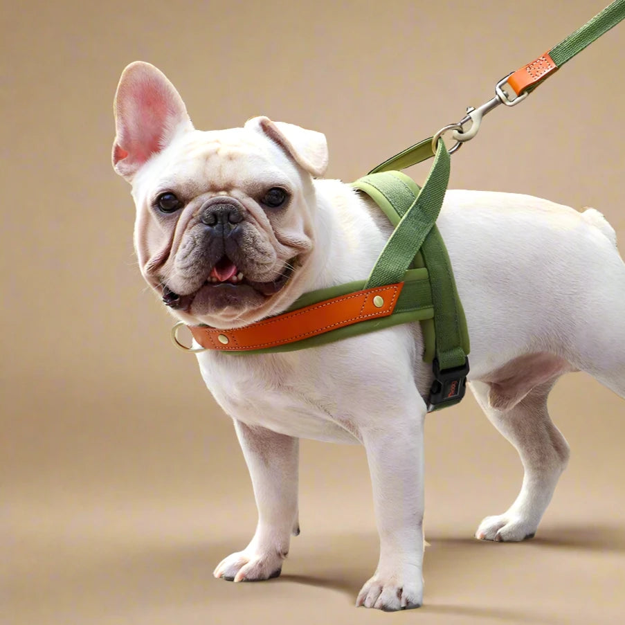 Dual Color Nylon No-Pull Dog Harness & Leash