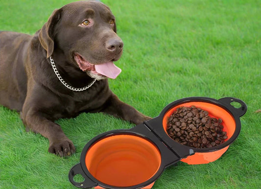 2 in 1 Portable Dog Bowl