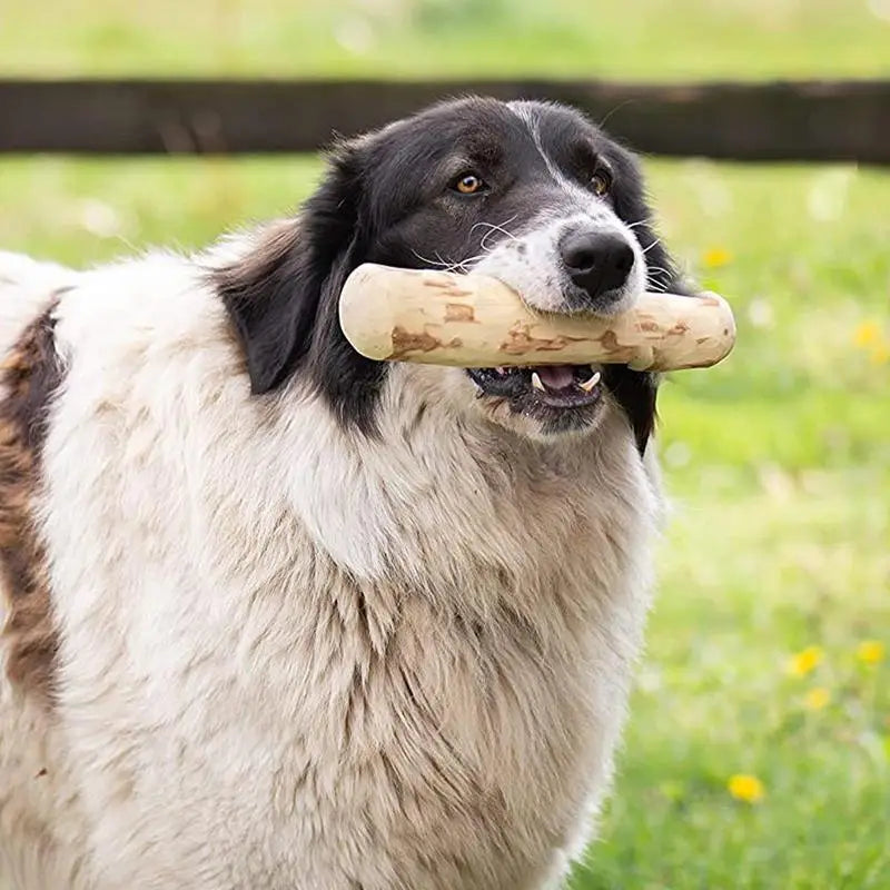 Coffee Wood Stick for Dogs