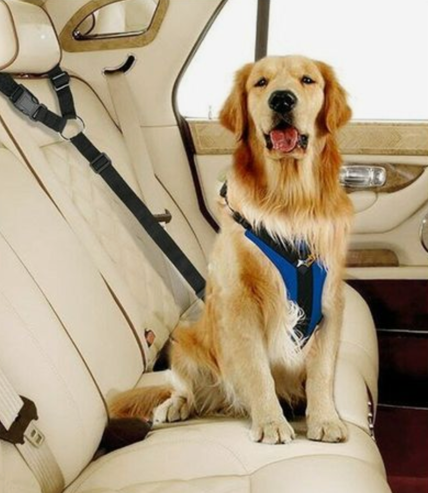 Dog Seat Belt Harness (Buy 2 & Enjoy Free Shipping)