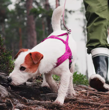 No-Pull Dog Harness